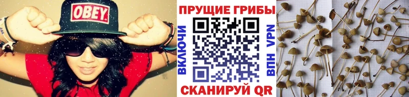 Псилоцибиновые грибы Cubensis  Купить закладки  Сольвычегодск 